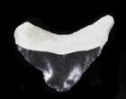 Bone Valley Megalodon Tooth #32630-1